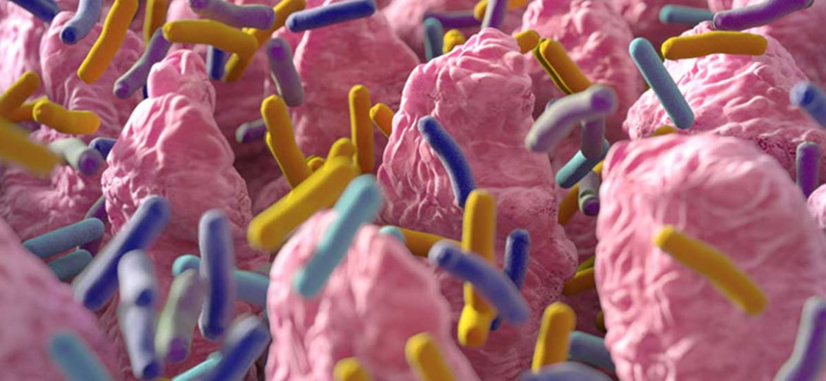 Na imagem, você vê as vilosidades do intestino povoadas de bactérias (em tons de azul e amarelo)
